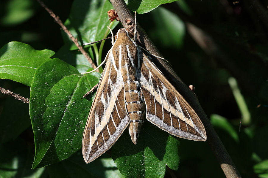 Aiuto identificazione - Hyles livornica